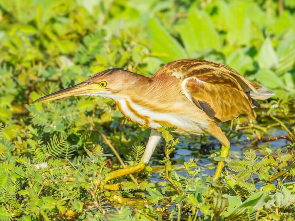 Garça-pequena: habitat e características