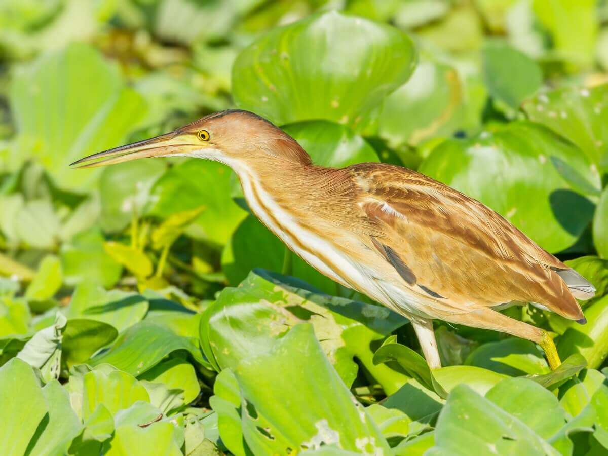 Uma garça-pequena em vegetação úmida.