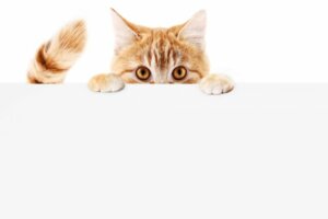 Por que meu gato persegue a própria cauda?