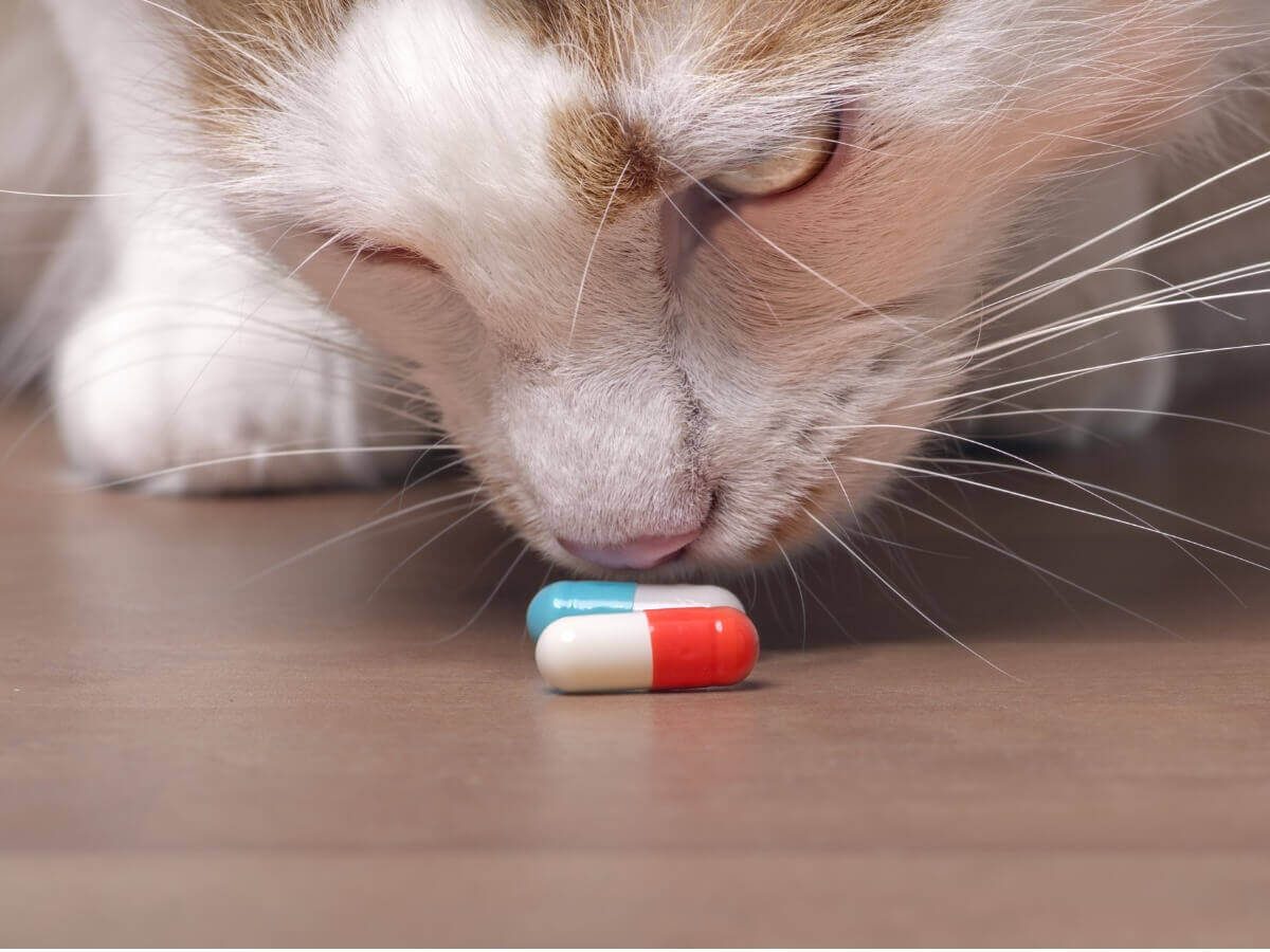 Um gato cheirando pílulas.