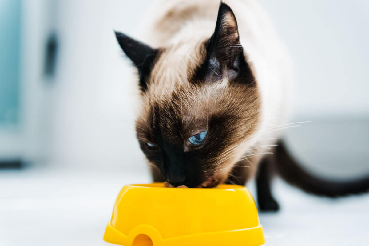 A hiperlipidemia em gatos é combatida pela dieta.