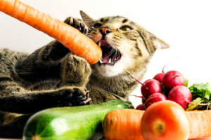 As dietas veganas para animais de estimação não são completas, segundo os especialistas