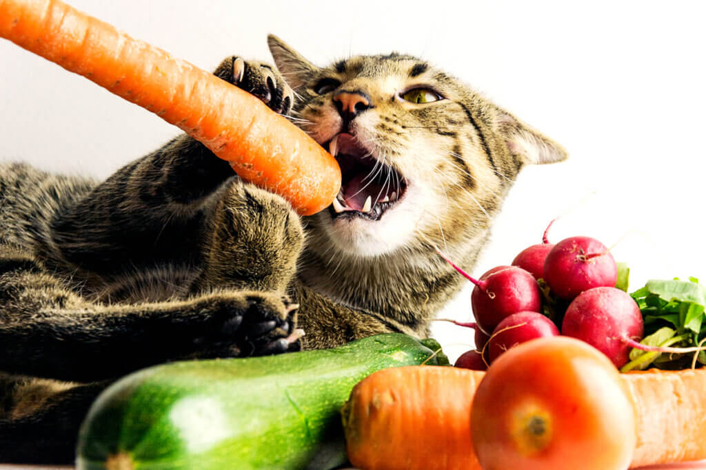 Alimentação Natural Para Gatos Receitas Como alimentar os gatos idosos - Meus Animais