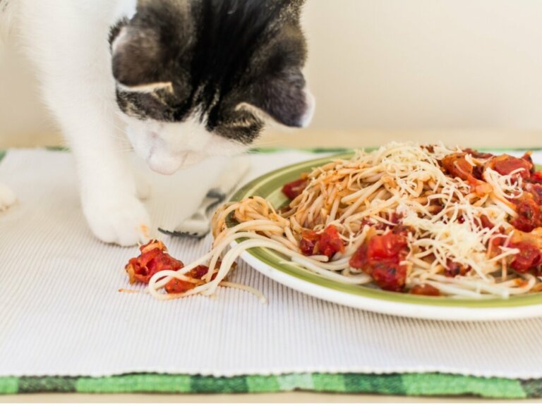 Os gatos podem comer massas?