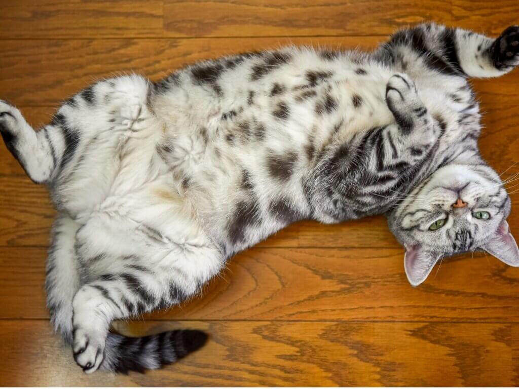 Uma imagem em que a bolsa primordial se destaca nos gatos.