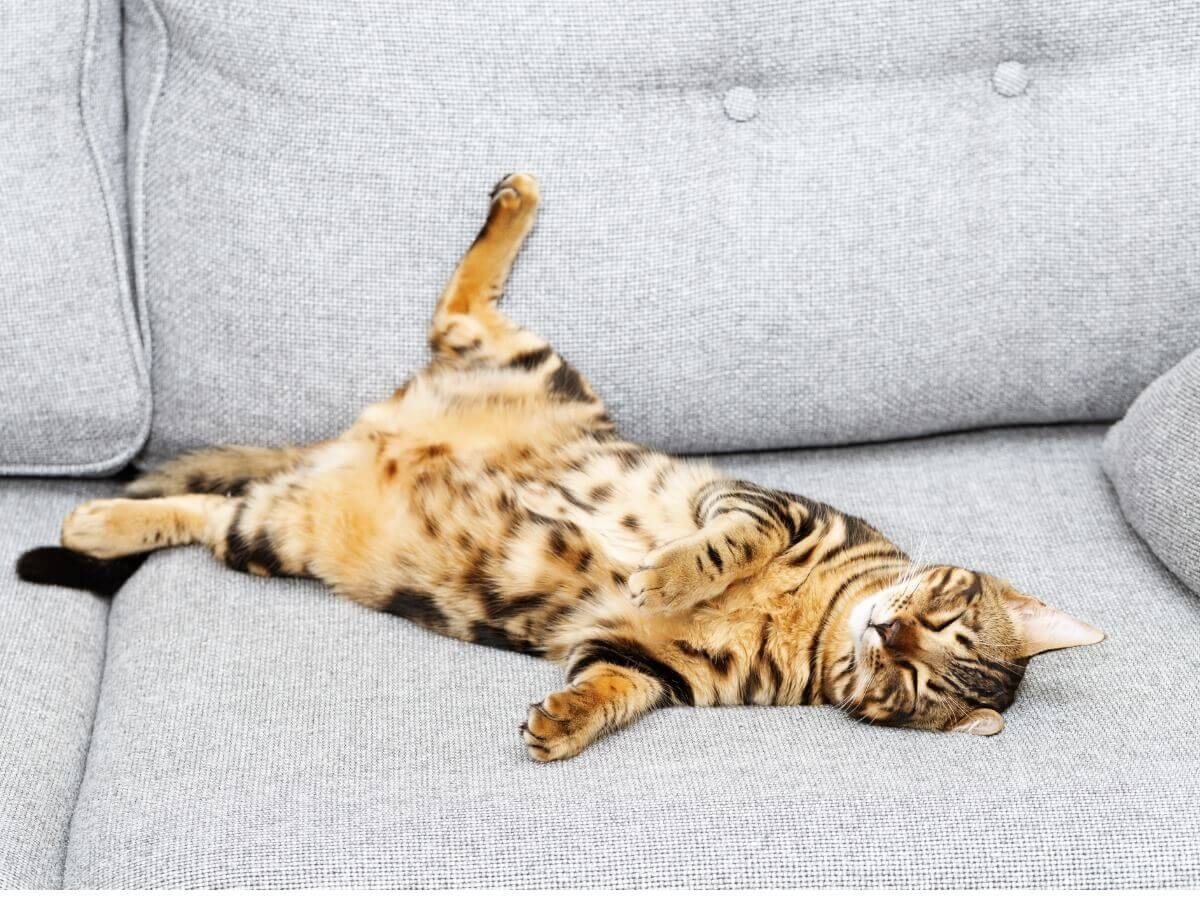 Um gato deitado de barriga para cima no sofá.