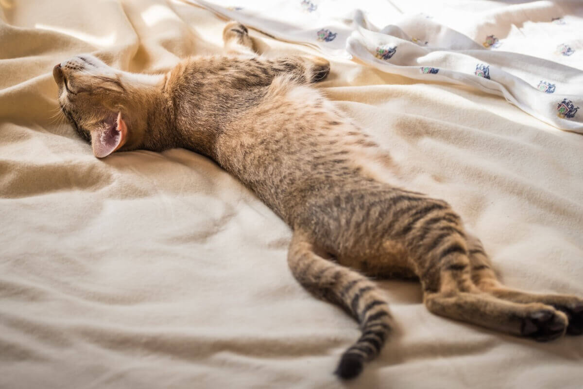 Um dos gatos com menos doenças.