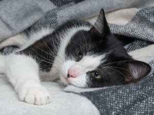 Como tratar o raquitismo em gatos?
