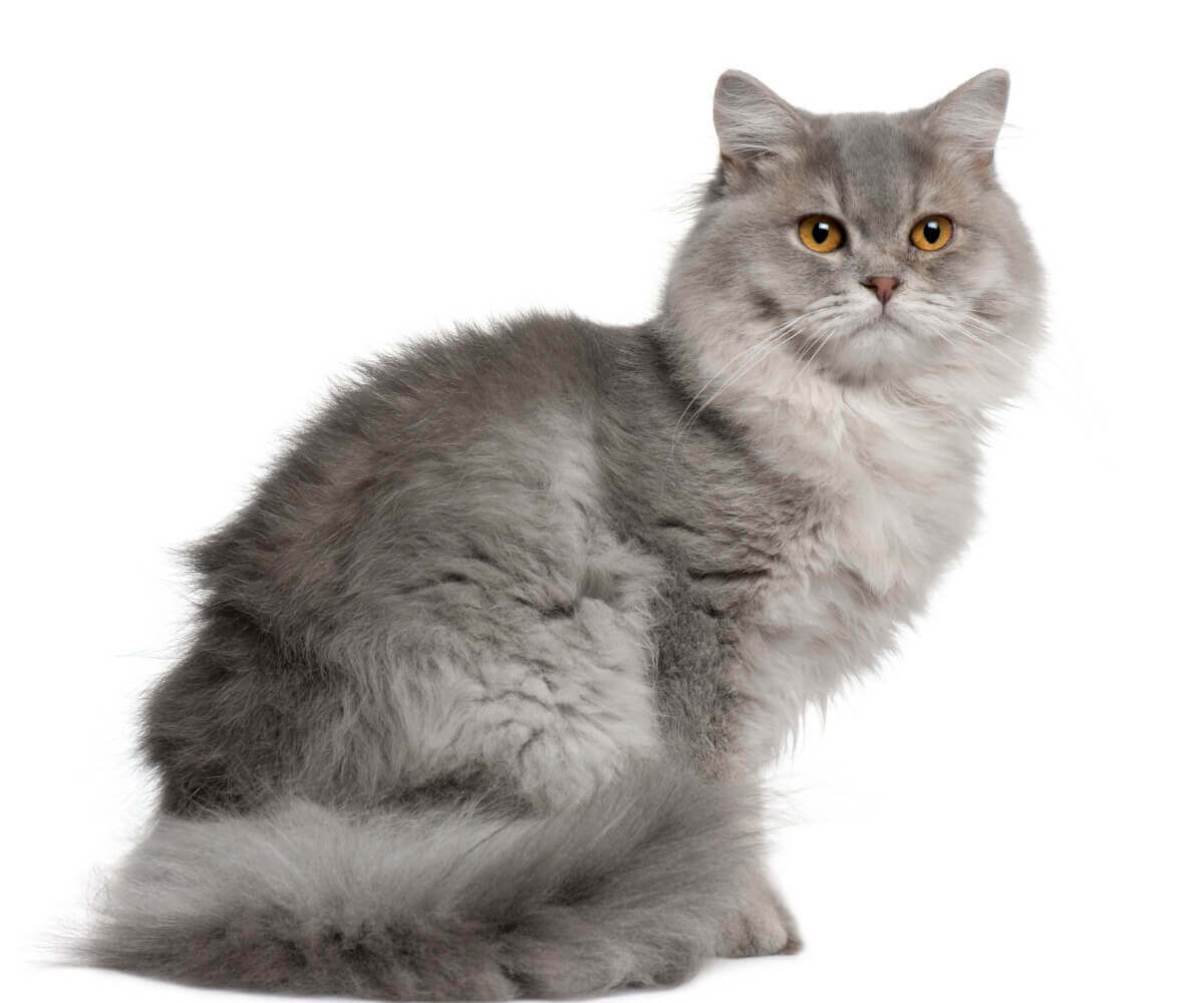 Um gato inglês de pelo longo em um fundo branco.