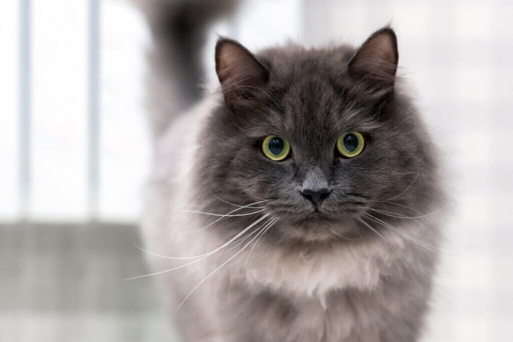 Como identificar a dor nos gatos?