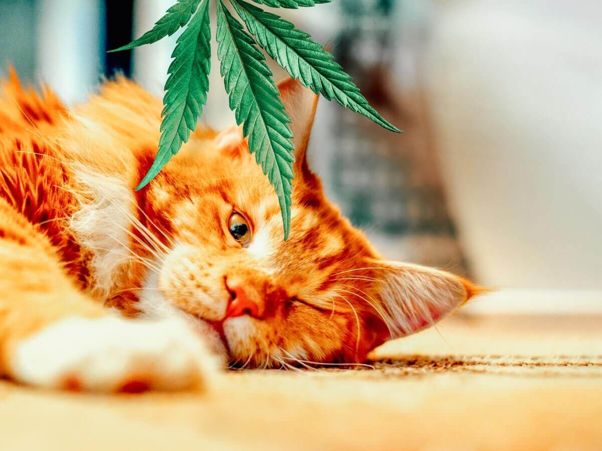 Um gato com uma folha de cânhamo.