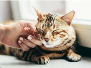 Por que meu gato não ronrona?