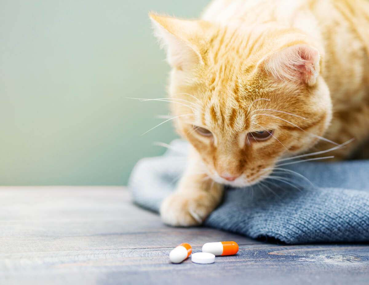 A depressão em gatos pode ser tratada com medicamentos.