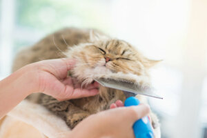 4 dicas para cuidar da pele dos gatos