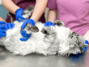 Cristais na urina dos gatos: sintomas, tipos e tratamento
