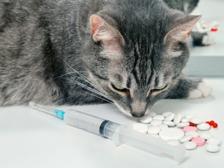 Cefalexina para gatos: usos e efeitos colaterais