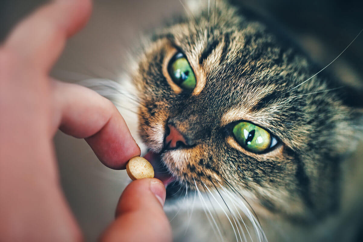 Um gato tomando um comprimido.
