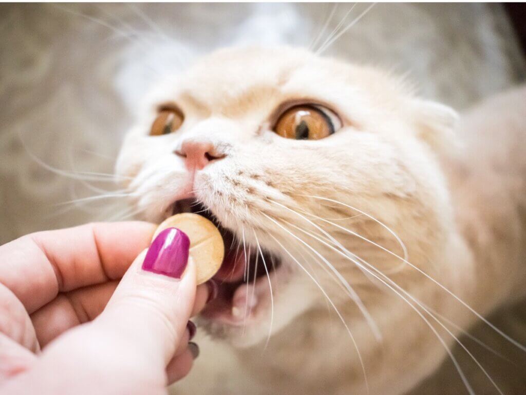 Um gato tomando um complemento alimentar.