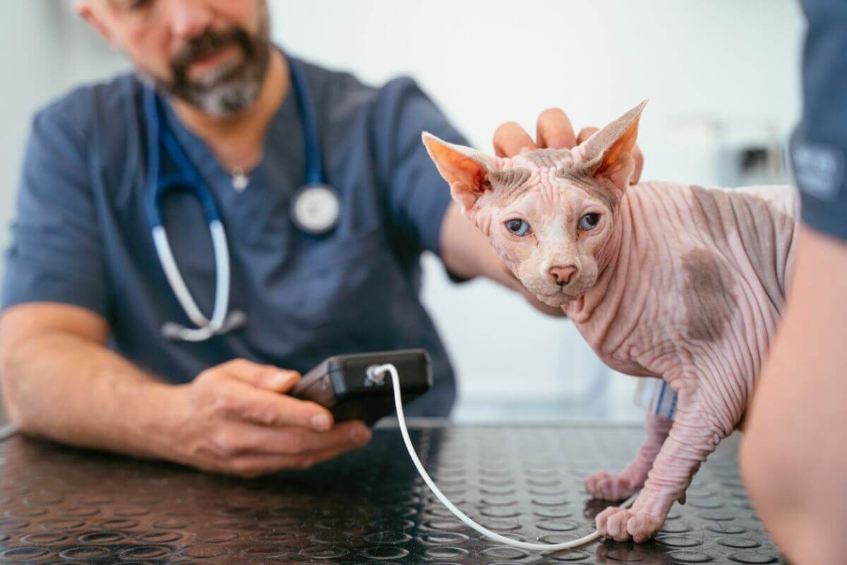 Um gato no veterinário fazendo alguns exames.
