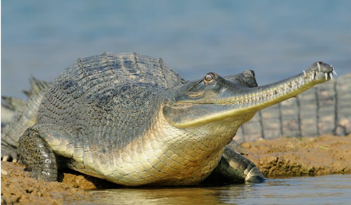 Gavial: um dos tipos de crocodilos