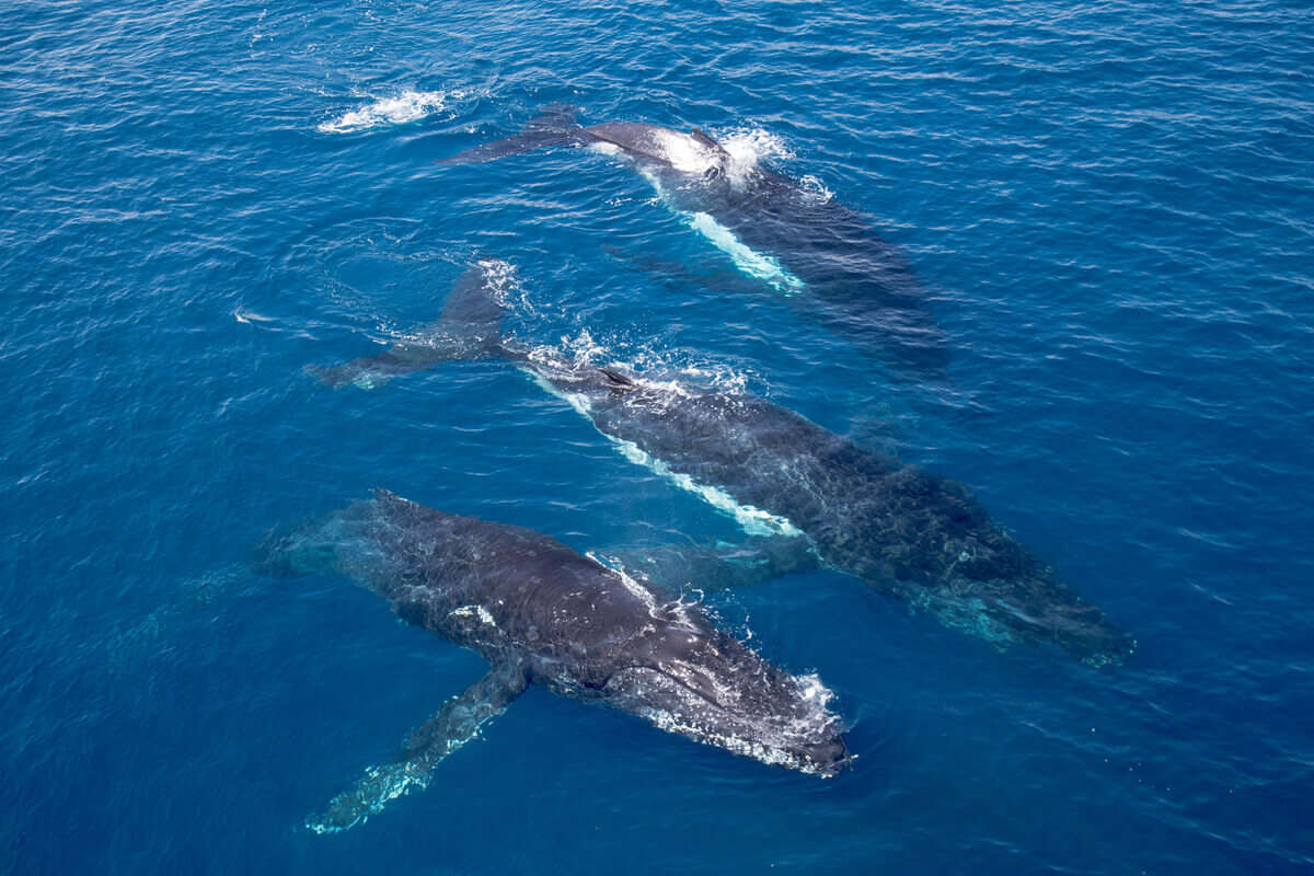 Você conhece o comportamento das baleias?