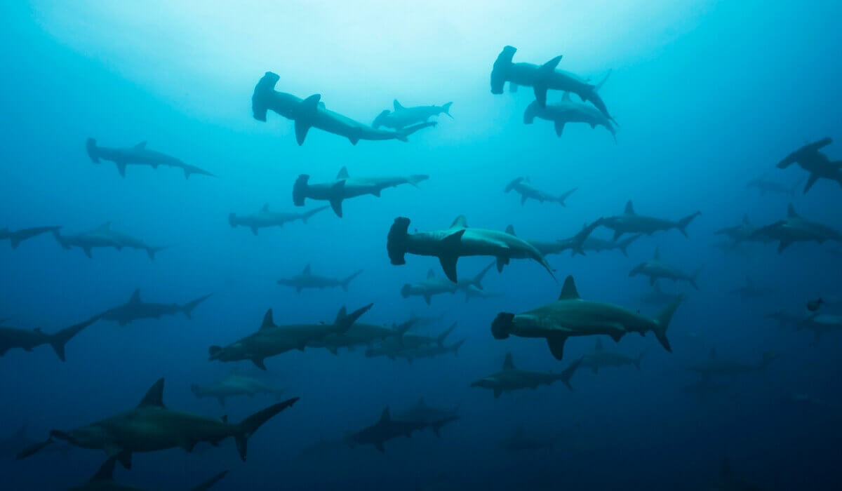 Um grupo de tubarões-martelo.