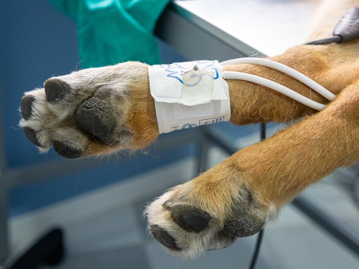 Uma hemodiálise na pata de um cachorro.