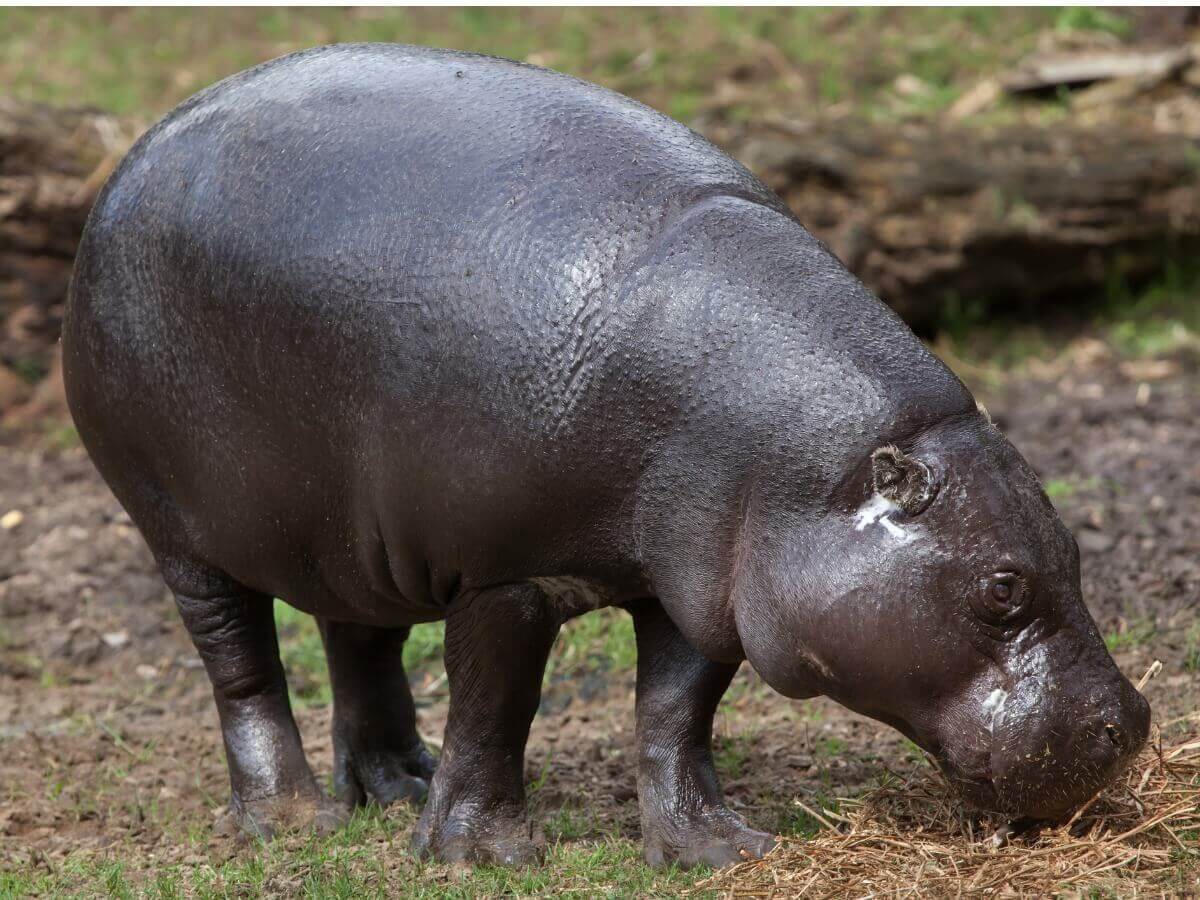 Hipopótamo-pigmeu: um dos mamíferos ameaçados de extinção