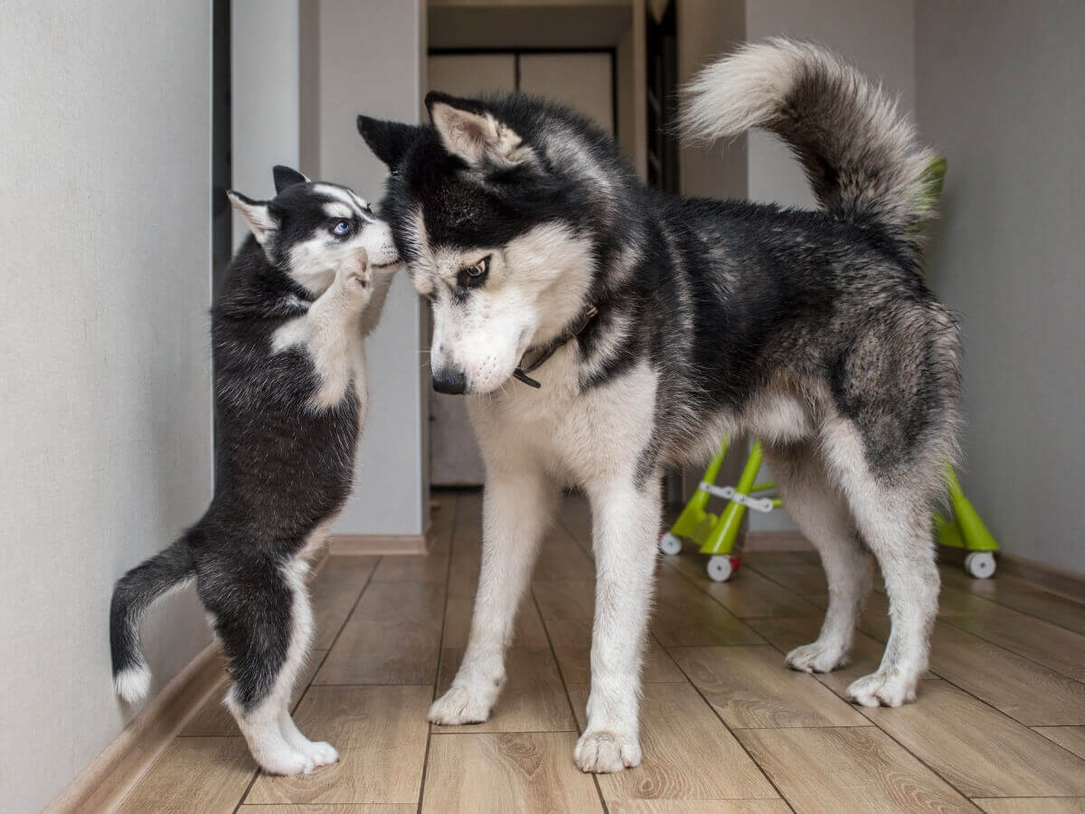 Vários tipos de huskies