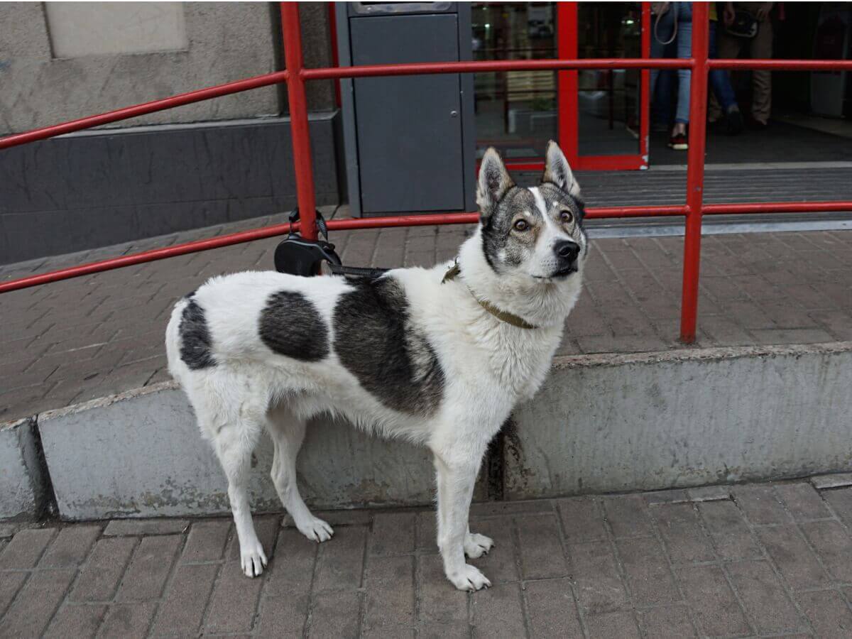 Um dos tipos de huskies