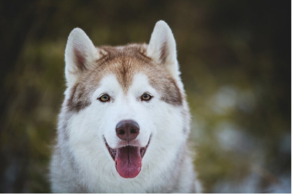 12 tipos de huskies