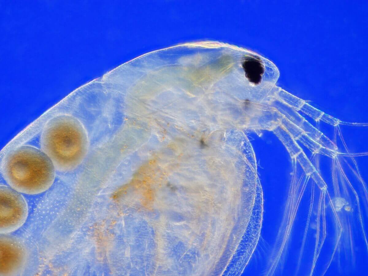 Uma dáfnia em um fundo azul: esses crustáceos seguem reprodução alternada.