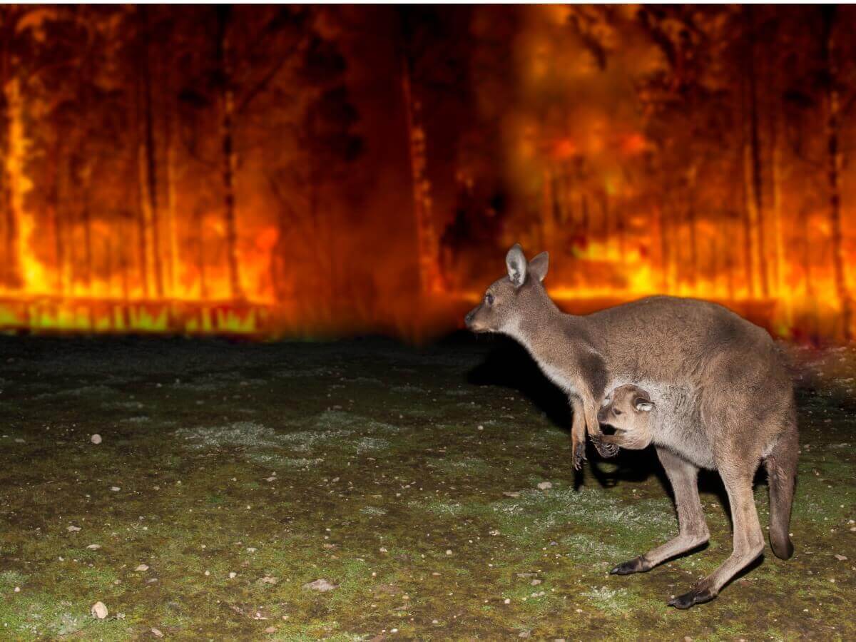 Um incêndio na Austrália.
