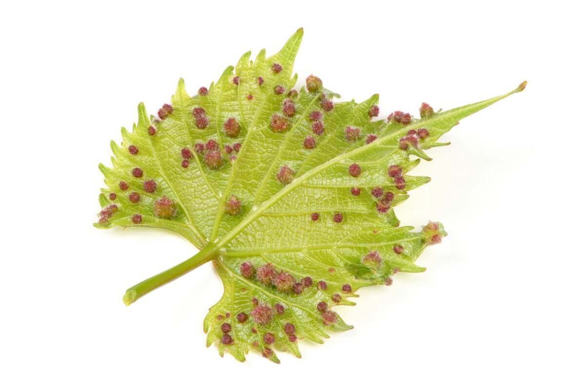 Um inseto de videira com reprodução alternada.