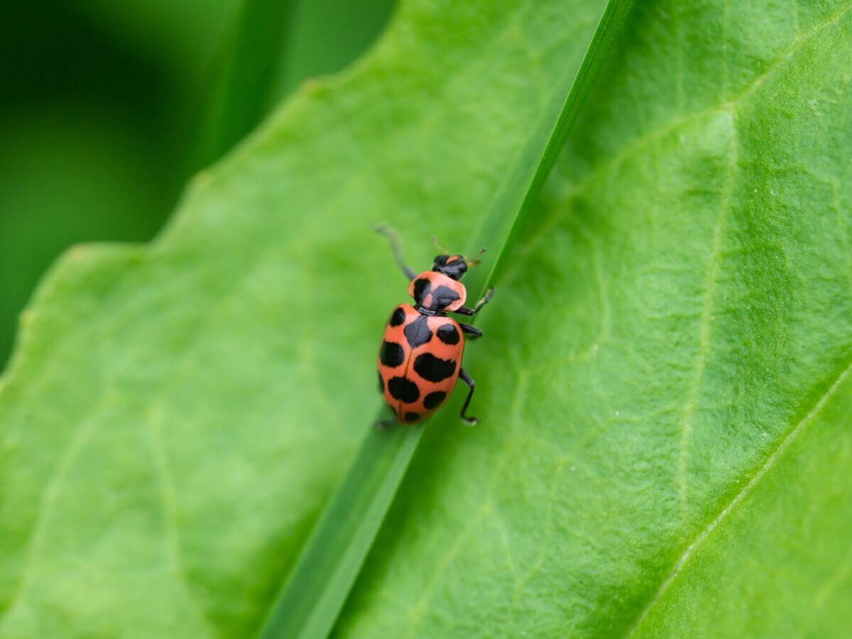 Outro dos tipos de joaninhas.