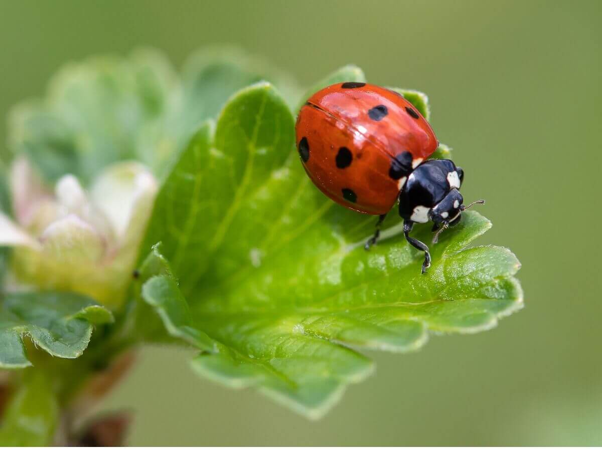 A espécie clássica de joaninha.