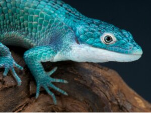 13 répteis ameaçados de extinção