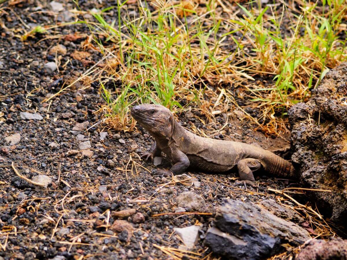 Um dos animais em risco de extinção na Espanha.
