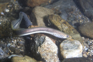 Ágnatos ou peixe sem mandíbula: tudo o que você precisa saber