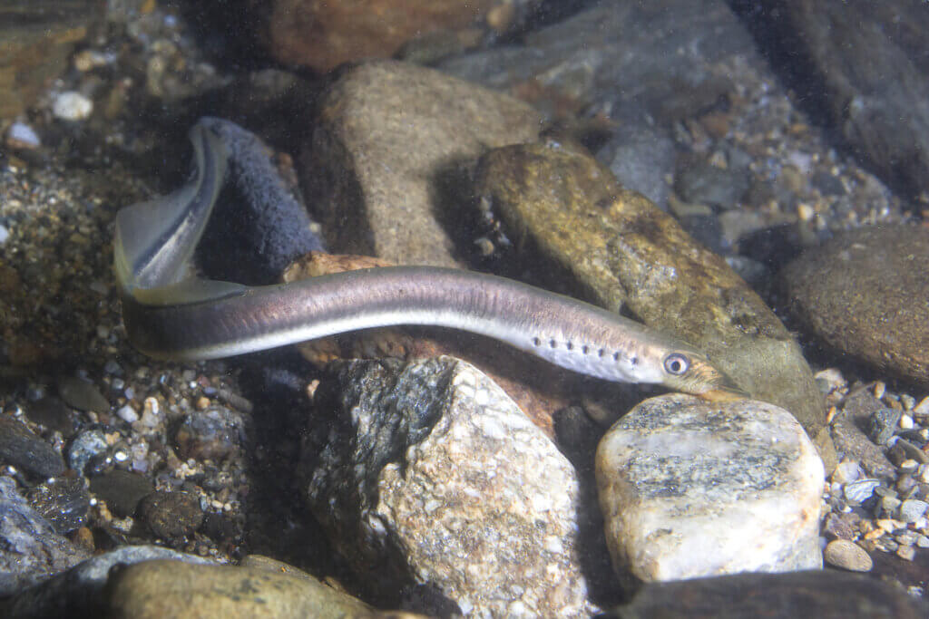 Ágnatos ou peixe sem mandíbula: tudo o que você precisa saber