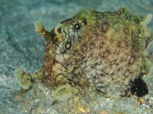 A lebre-do-mar Aplysia dactylomela: habitat e características
