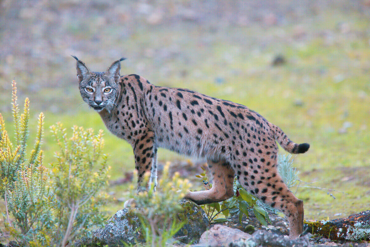 O lince-ibérico é uma espécie endêmica da Espanha.