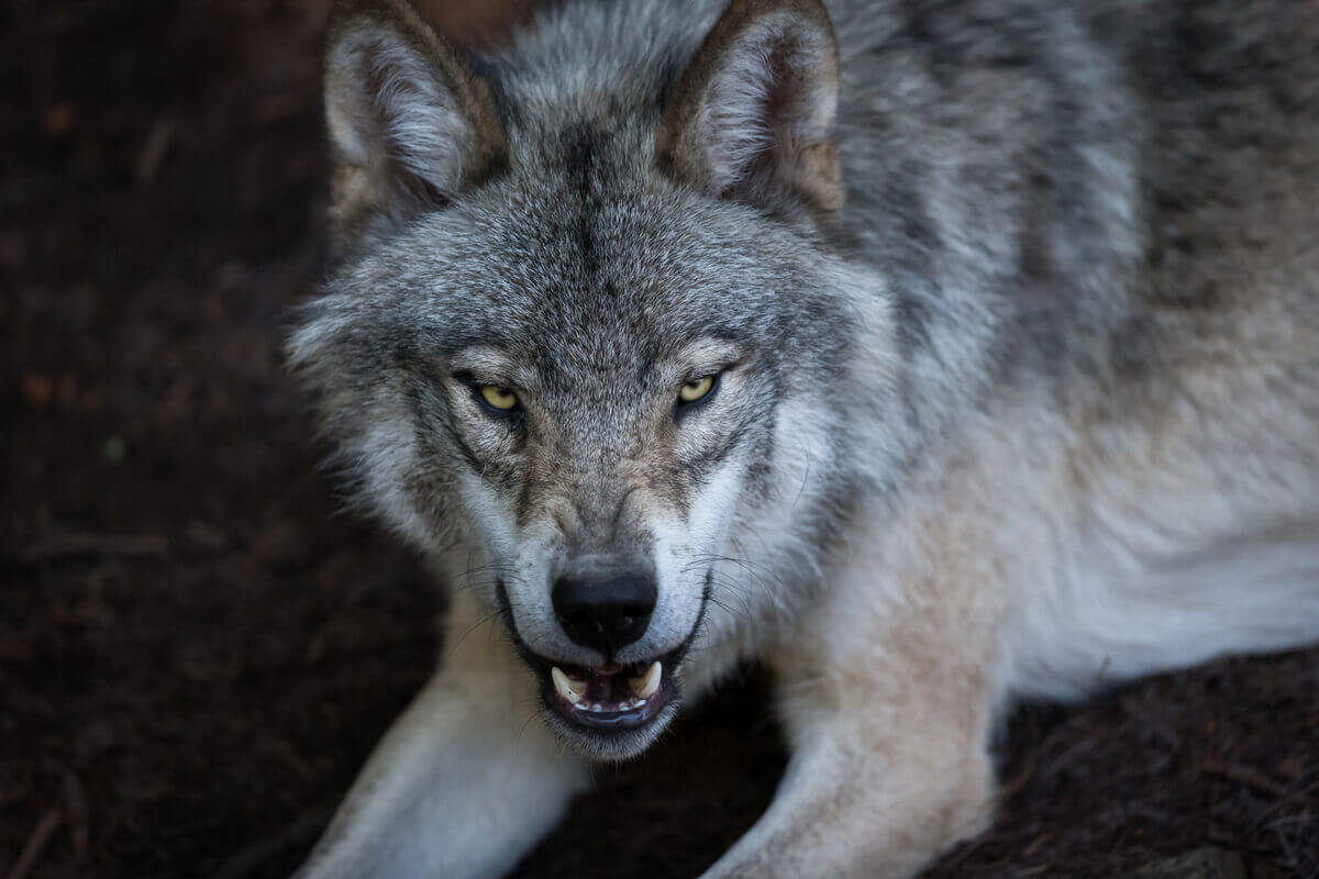 Descubra as diferenças entre lobos raposas e coiotes