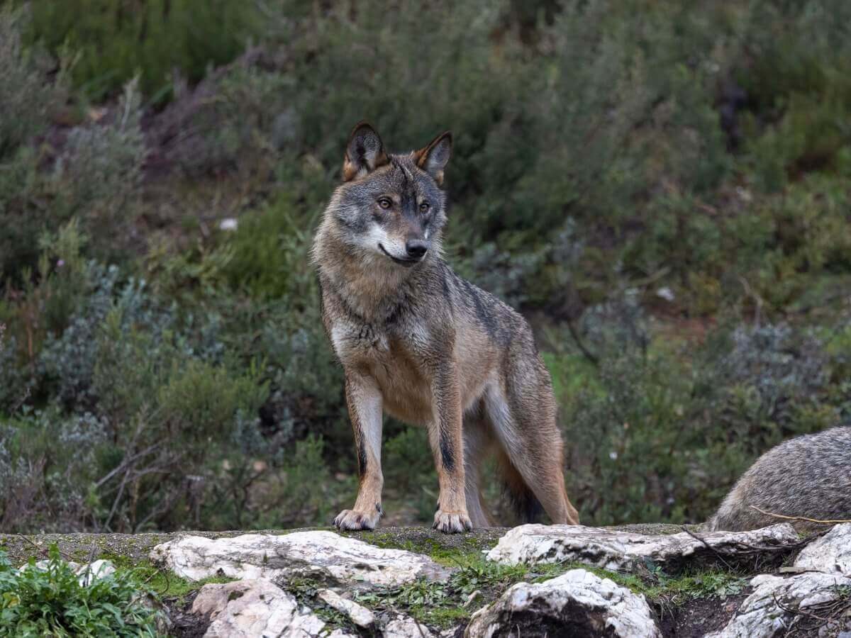 Lobo-ibérico: um dos mamíferos ameaçados de extinção na Espanha