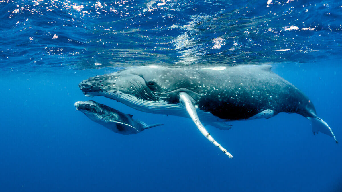 Baleia-jubarte: habitat, características e comportamento - Jardim Animal