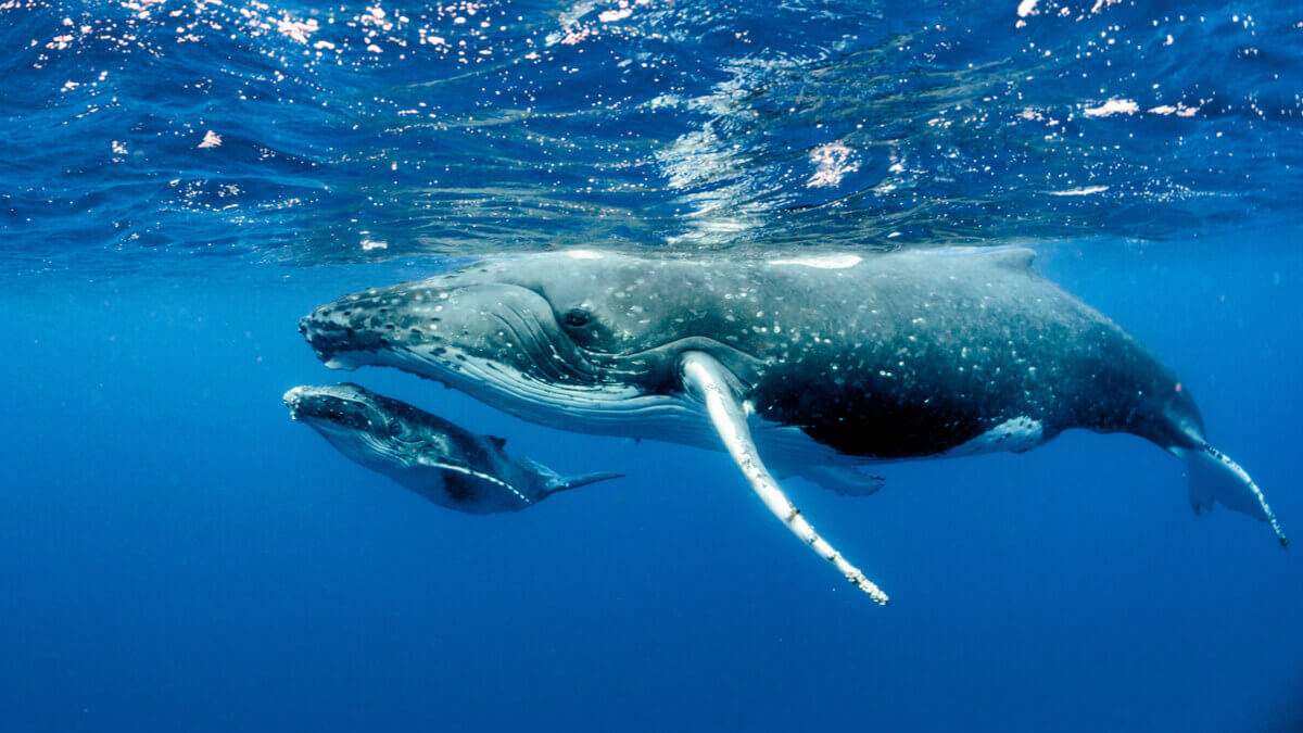 A reprodução das baleias-jubarte.