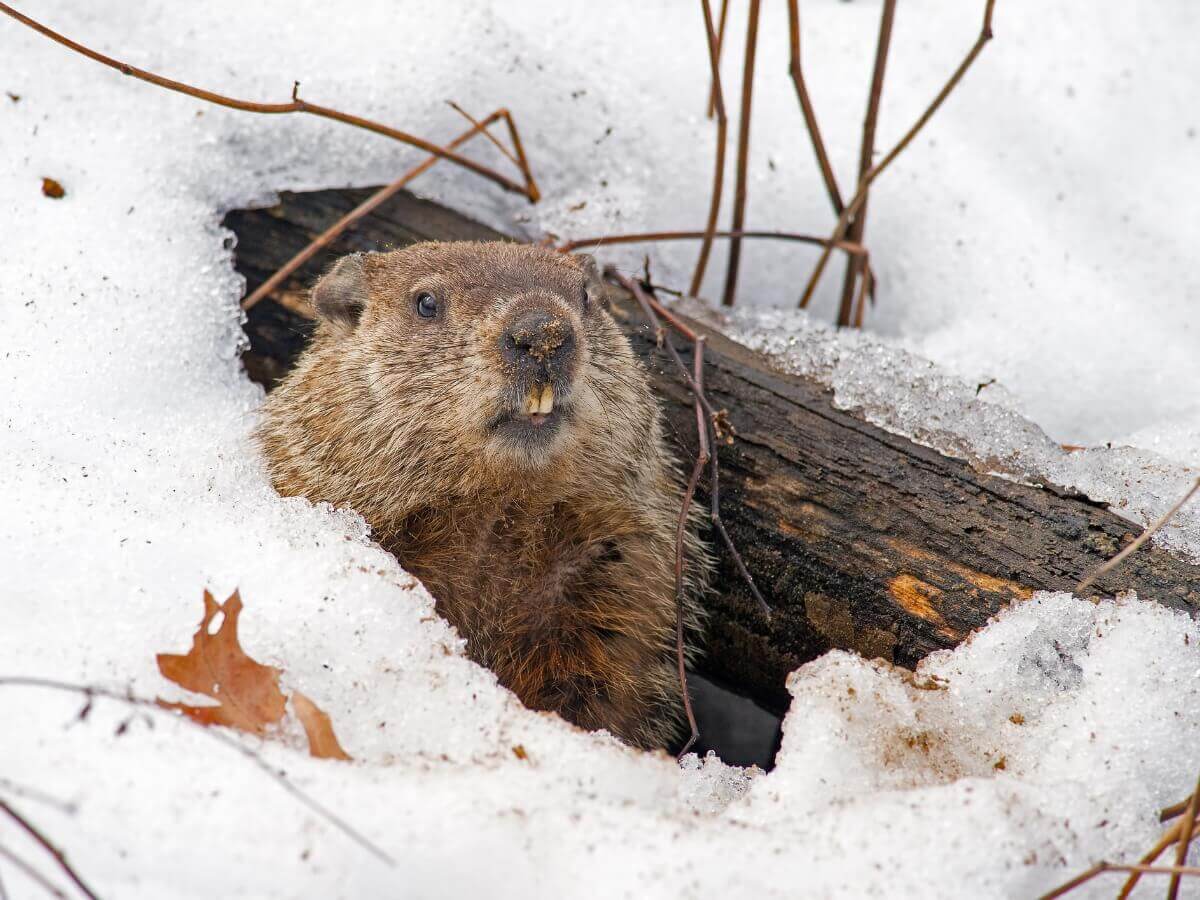 As marmotas são animais que vivem em tocas.