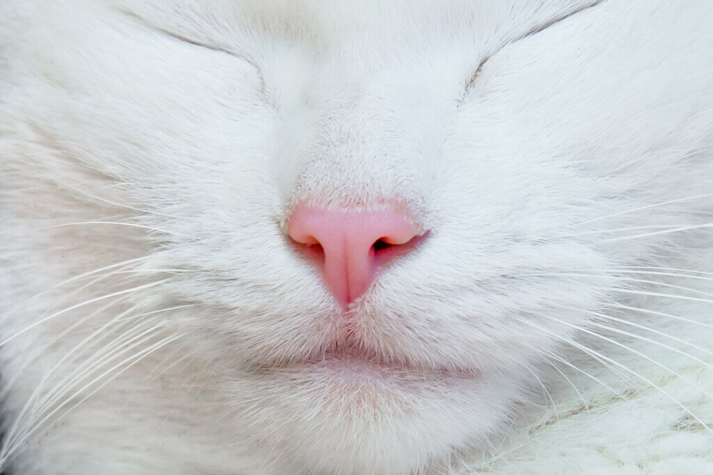 O que significam as posições do seu gato durante o sono?