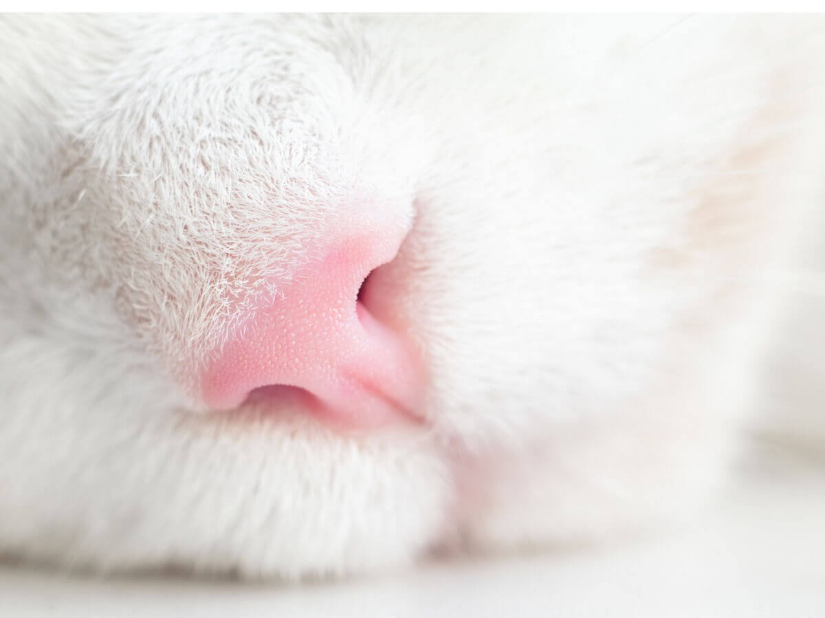 O nariz branco em gatos tem várias causas.