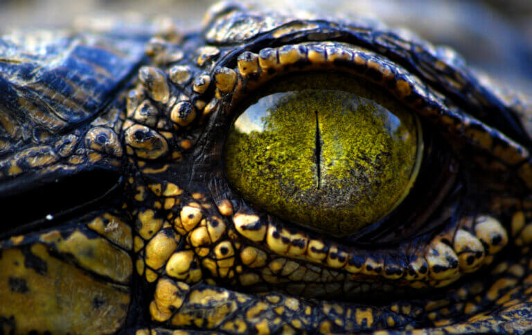 9 tipos de crocodilos